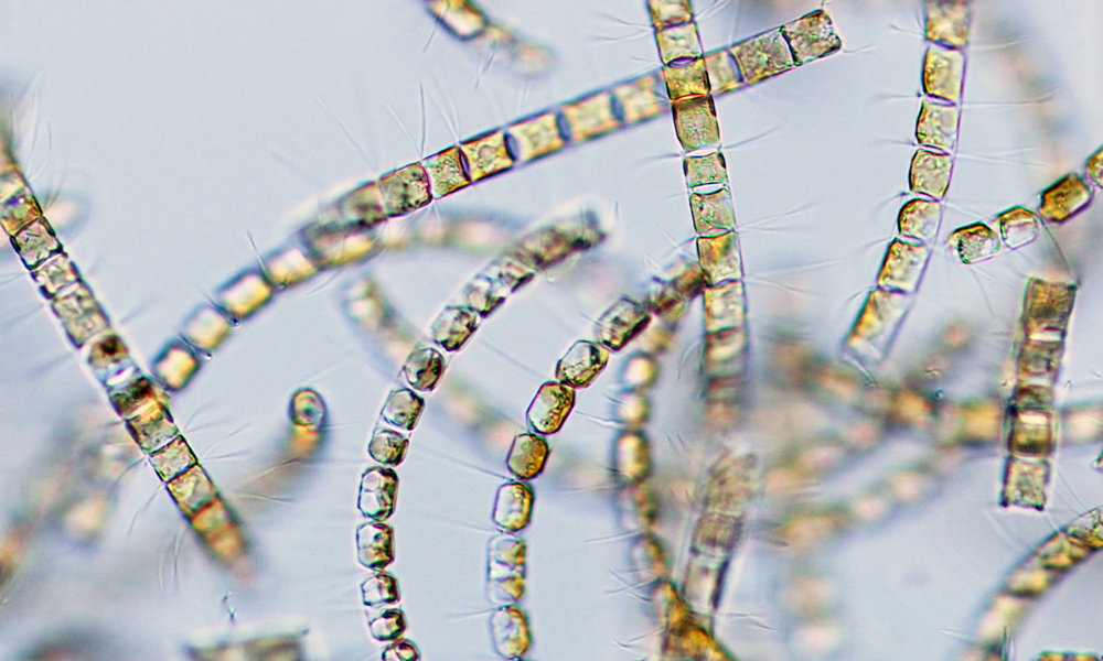 「珪藻」を種から培養する技術